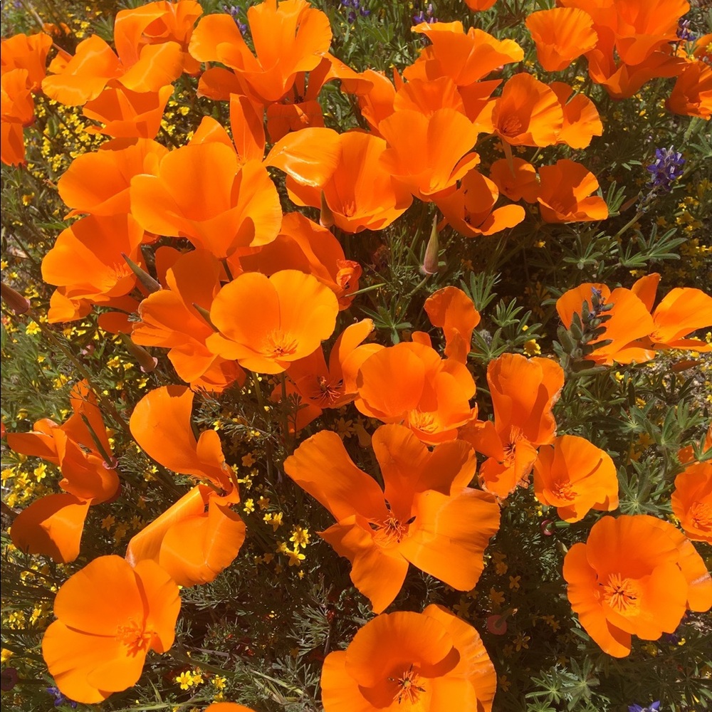 Meet your Posher, Trisha